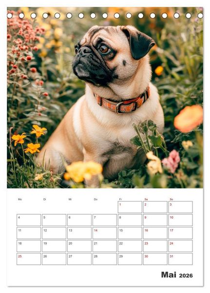 Produktbild: MOPS Pfotengl&uuml;ck in Faltenform (Tischkalender 2026 DIN A5 hoch), CALVENDO Monatskalender