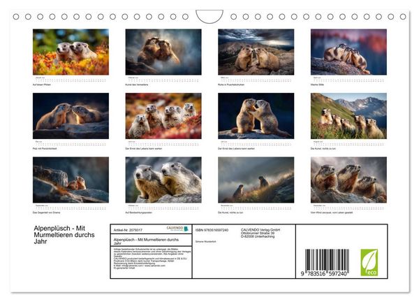 Produktbild: Alpenpl&uuml;sch - Mit Murmeltieren durchs Jahr (Wandkalender 2026 DIN A4 quer), CALVENDO Monatskalender