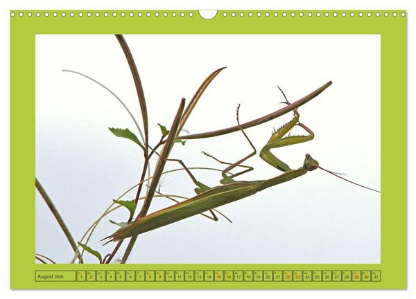 Produktbild: Die Gottesanbeterin Mantis Religiosa (Wandkalender 2026 DIN A3 quer), CALVENDO Monatskalender