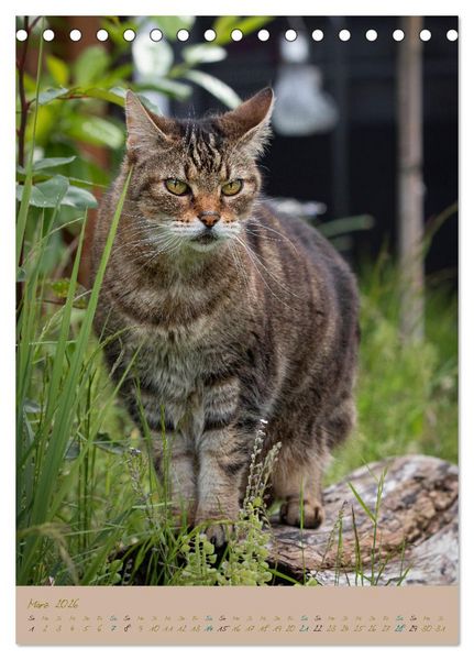 Produktbild: Pl&uuml;schige Katzen im Garten (Tischkalender 2026 DIN A5 hoch), CALVENDO Monatskalender
