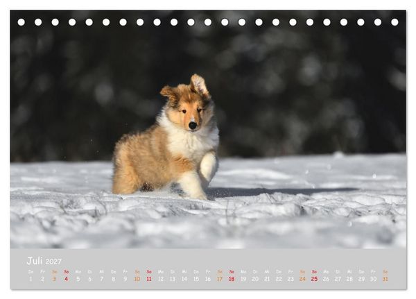 Produktbild: Collie Welpen im Schnee (Tischkalender 2027 DIN A5 quer), CALVENDO Monatskalender