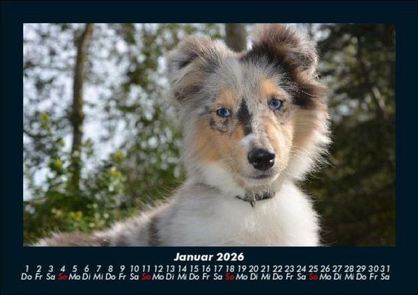 Produktbild: Hunde 2026 Fotokalender DIN A5
