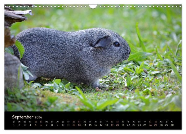 Produktbild: Meerschweinchen - Kleine s&uuml;&szlig;e Fellnasen (Wandkalender 2026 DIN A3 quer), CALVENDO Monatskalender