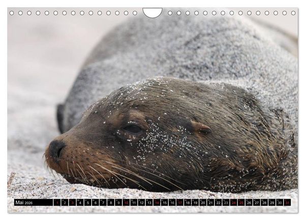 Produktbild: Galapagos Archipel- Faszination Tierwelt (Wandkalender 2026 DIN A4 quer), CALVENDO Monatskalender
