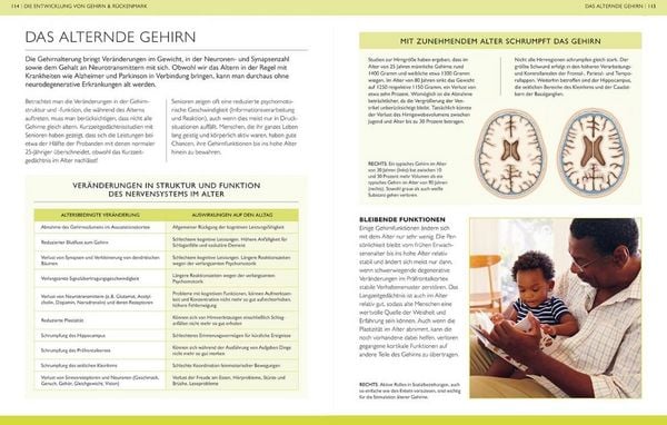 Produktbild: Das Gehirn
