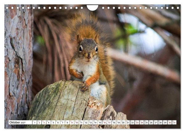 Produktbild: Eichh&ouml;rnchen - Kleine Tiere mit gro&szlig;em Charakter (Wandkalender 2027 DIN A4 quer), CALVENDO Monatskalender