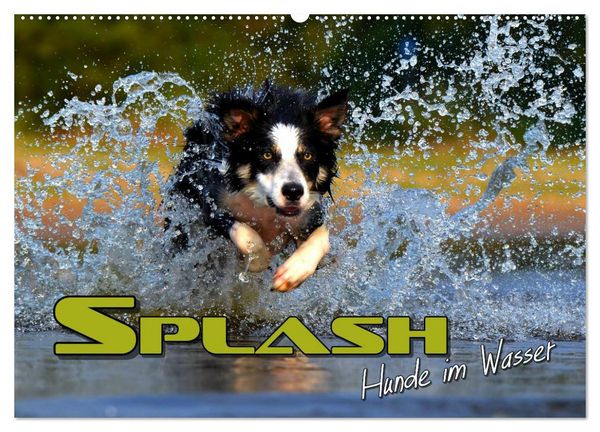Produktbild: SPLASH - Hunde im Wasser (Wandkalender 2026 DIN A2 quer), CALVENDO Monatskalender