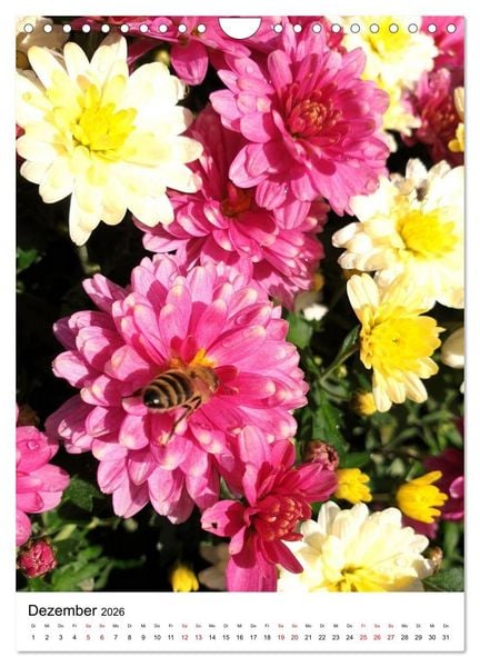 Produktbild: Imkers flei&szlig;igste Bienen - So arbeiten meine Immen &ndash; Originalaufnahmen aus erster Hand (Wandkalender 2026 DIN A4 hoch), CALVENDO Monatskalender
