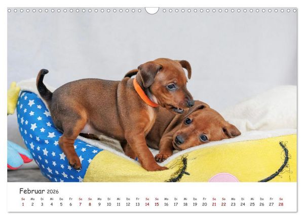 Produktbild: Zwergpinscher Sally&lsquo;s erstes Jahr (Wandkalender 2026 DIN A3 quer), CALVENDO Monatskalender