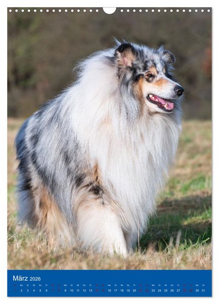 Produktbild: Traumhund Collie - Gl&uuml;ck auf vier Pfoten (Wandkalender 2026 DIN A3 hoch), CALVENDO Monatskalender