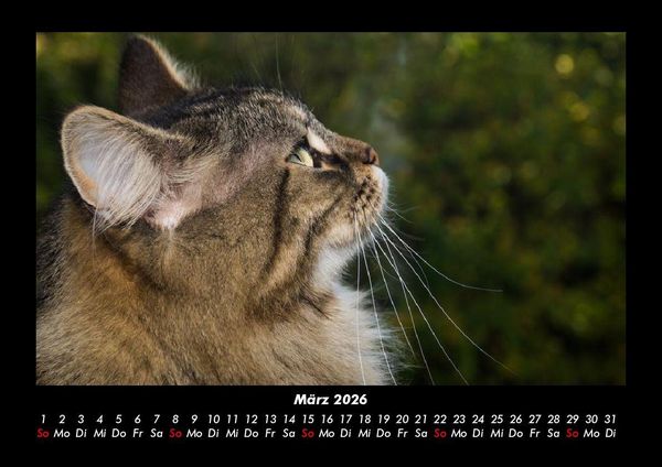Produktbild: F&uuml;r Katzenfreunde 2026 Fotokalender DIN A3