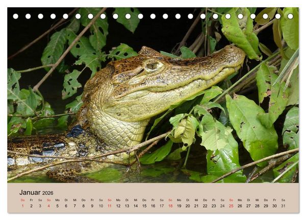 Produktbild: Brasilien. Impressionen (Tischkalender 2026 DIN A5 quer), CALVENDO Monatskalender