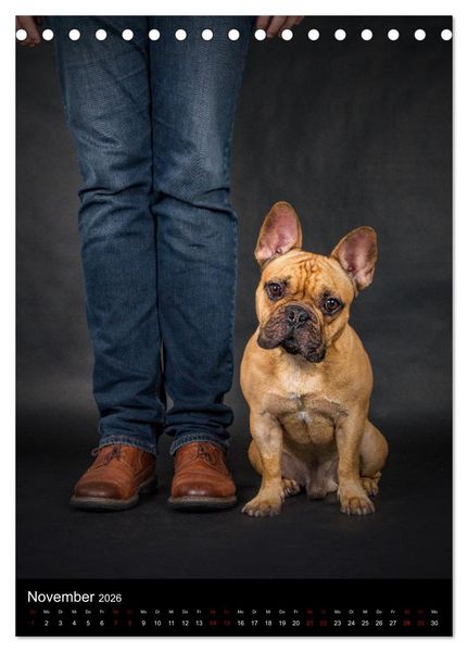 Produktbild: Bullyzauber - Franz&ouml;sische Bulldoggen (Tischkalender 2026 DIN A5 hoch), CALVENDO Monatskalender