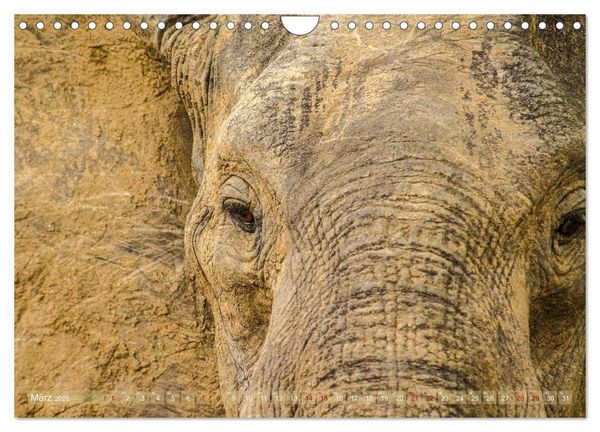Produktbild: Elefanten in Afrika - Die mit den gro&szlig;en Ohren (Wandkalender 2026 DIN A4 quer), CALVENDO Monatskalender