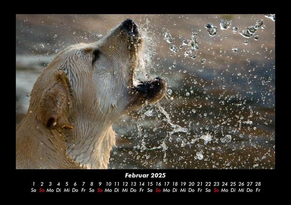 Produktbild: Hundezauber 2025 Fotokalender DIN A3