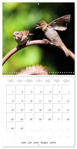 Produktbild: The Wild Sparrow Gang (Wall Calendar 2026 12 &times; 12 Inch) CALVENDO 12 Month Wall Calendar