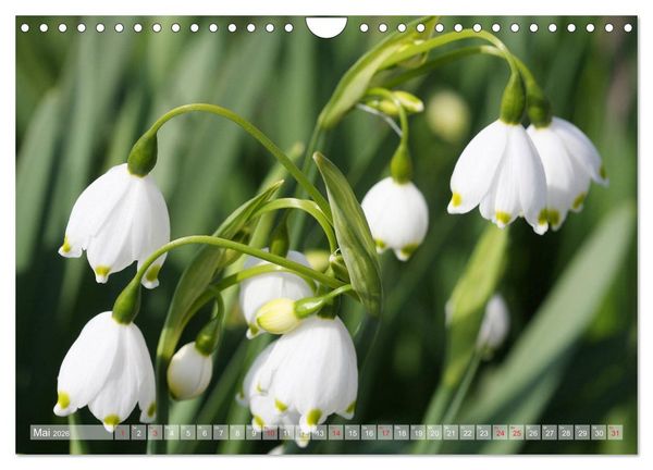 Produktbild: Wundersch&ouml;ne Wildblumen (Wandkalender 2026 DIN A4 quer), CALVENDO Monatskalender