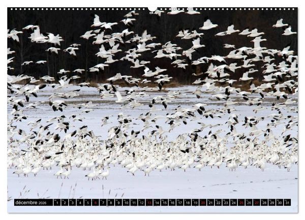 Produktbild: PLUMES L&Eacute;G&Egrave;RES. Oiseaux du Monde (Calendrier mural 2026 DIN A2 vertical) calendrier de bureau