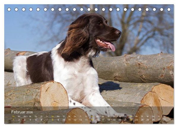 Produktbild: Kleiner M&uuml;nsterl&auml;nder Vorstehhund (Tischkalender 2026 DIN A5 quer), CALVENDO Monatskalender
