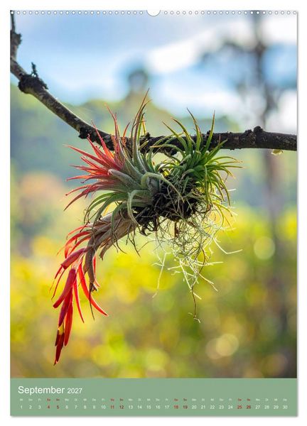 Produktbild: Bromelienzauber (hochwertiger Premium Wandkalender 2027 DIN A2 hoch), Kunstdruck in Hochglanz