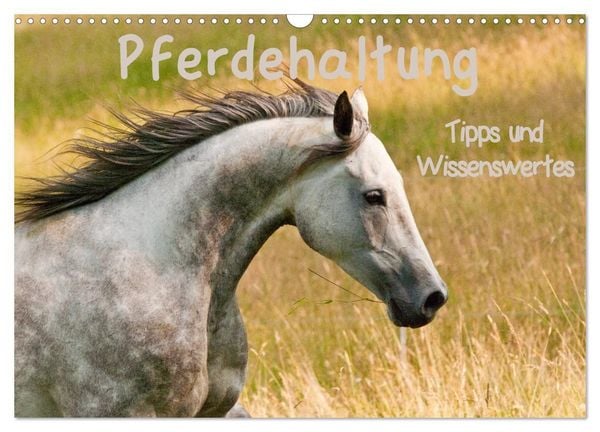 Produktbild: Pferdehaltung Tipps und Wissenswertes (Wandkalender 2027 DIN A3 quer), CALVENDO Monatskalender