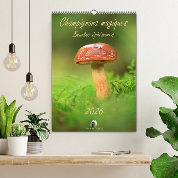Produktbild: Champignons magiques - Beaut&eacute;s &eacute;ph&eacute;m&egrave;res (Calendrier mural 2027 DIN A2 horizontal), CALVENDO calendrier mensuel