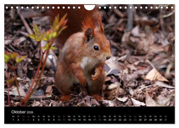 Produktbild: Eichh&ouml;rnchen (Wandkalender 2026 DIN A4 quer), CALVENDO Monatskalender