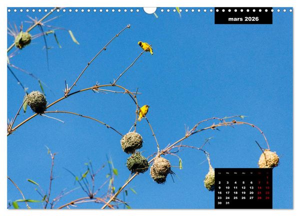 Produktbild: Paysages de l'&icirc;le de La R&eacute;union (Calendrier mural 2026 DIN A3 vertical), CALVENDO calendrier mensuel