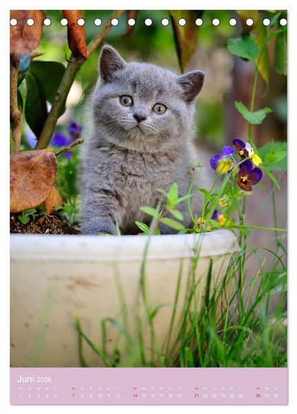 Produktbild: Tierkinder Hunde und Katzen (Tischkalender 2026 DIN A5 hoch), CALVENDO Monatskalender