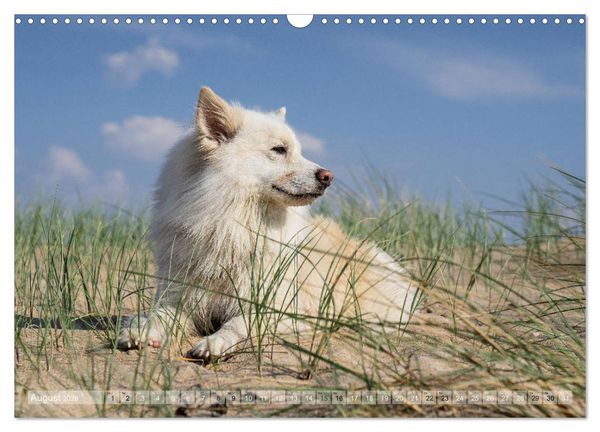 Produktbild: Mit Hunden an den Str&auml;nden von Nord- und Ostsee (Wandkalender 2026 DIN A3 quer), CALVENDO Monatskalender