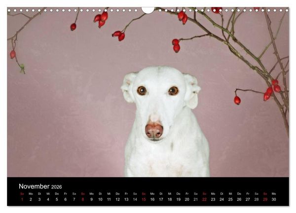 Produktbild: Der Windhundekalender (Wandkalender 2026 DIN A3 quer), CALVENDO Monatskalender