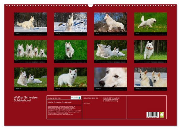 Produktbild: Wei&szlig;er Schweizer Sch&auml;ferhund (Wandkalender 2026 DIN A2 quer), CALVENDO Monatskalender