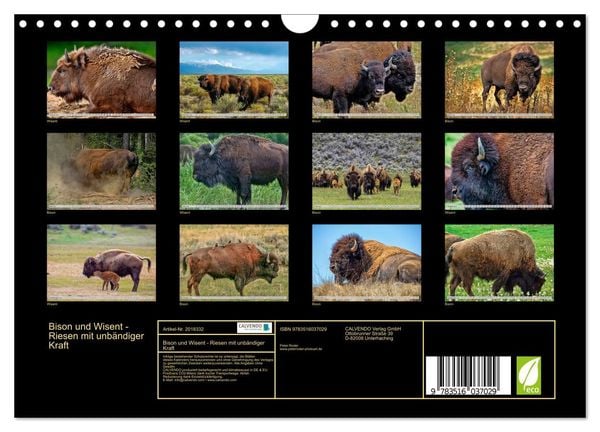 Produktbild: Bison und Wisent - Riesen mit unb&auml;ndiger Kraft (Wandkalender 2026 DIN A4 quer), CALVENDO Monatskalender