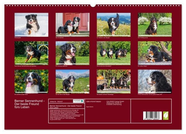 Produktbild: Berner Sennenhund - Der beste Freund f&uuml;rs Leben (hochwertiger Premium Wandkalender 2026 DIN A2 quer), Kunstdruck in Hochglanz
