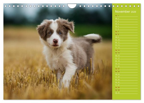 Produktbild: Border Collies - nicht nur schwarzwei&szlig; (Wandkalender 2026 DIN A4 quer), CALVENDO Monatskalender