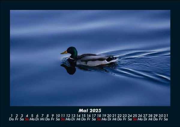 Produktbild: Enten 2025 Fotokalender DIN A5