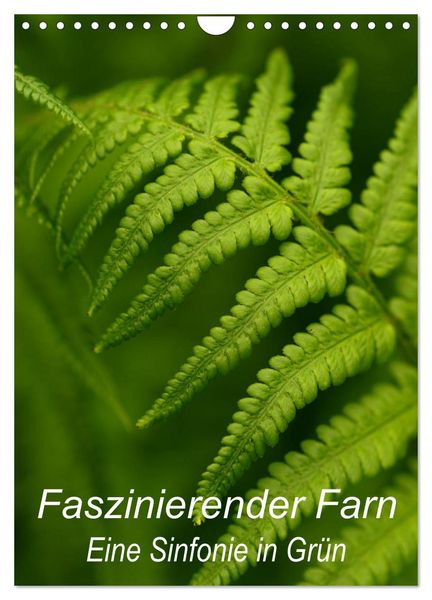Produktbild: Faszinierender Farn - Eine Sinfonie in Gr&uuml;n (Wandkalender 2026 DIN A4 hoch), CALVENDO Monatskalender
