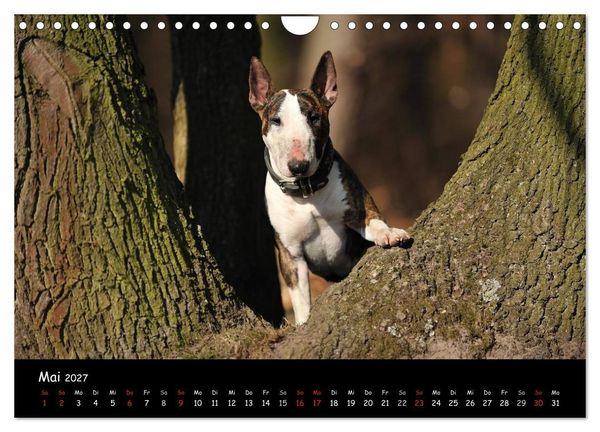 Produktbild: Bullterrier? Was sonst! (Wandkalender 2027 DIN A4 quer), CALVENDO Monatskalender