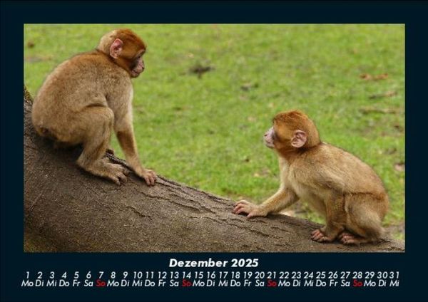 Produktbild: Welt der Affen 2025 Fotokalender DIN A5