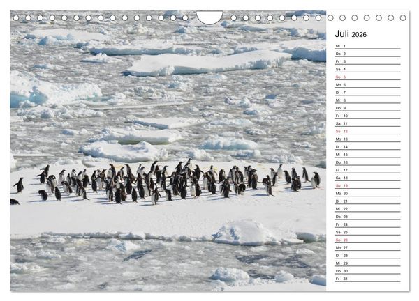 Produktbild: Pinguinliebe (Wandkalender 2026 DIN A4 quer), CALVENDO Monatskalender
