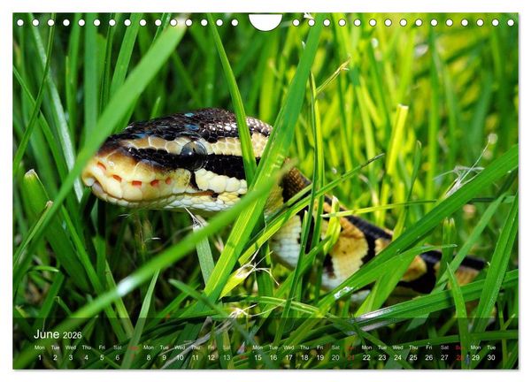 Produktbild: Reptiles Colorful beauties (Wall Calendar 2026 DIN A4 landscape), CALVENDO 12 Month Wall Calendar