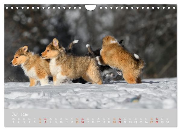 Produktbild: Collie Welpen im Schnee (Wandkalender 2026 DIN A4 quer), CALVENDO Monatskalender