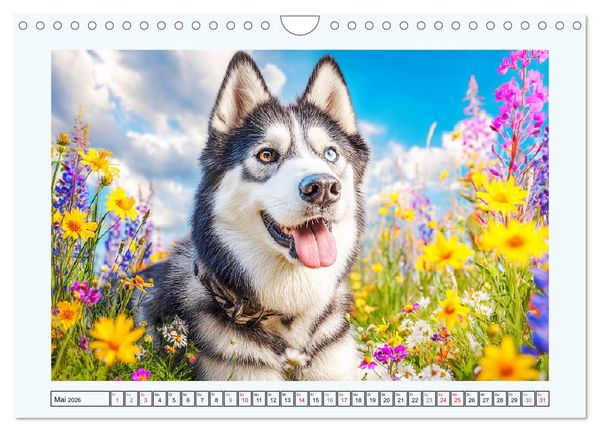 Produktbild: Siberian Husky. Kraftvolle Hunde voller Lebenslust und Energie (Wandkalender 2026 DIN A4 quer), CALVENDO Monatskalender