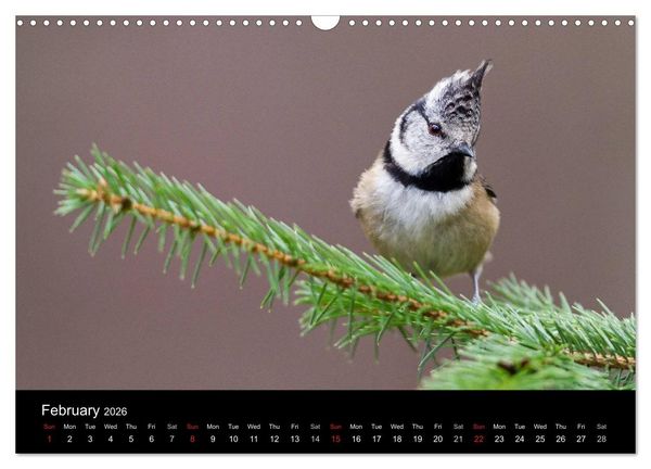 Produktbild: Scotland's Wildlife 2026 (Wall Calendar 2026 DIN A3 landscape), CALVENDO 12 Month Wall Calendar