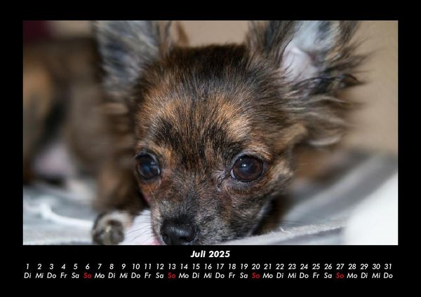 Produktbild: Hundezauber 2025 Fotokalender DIN A3