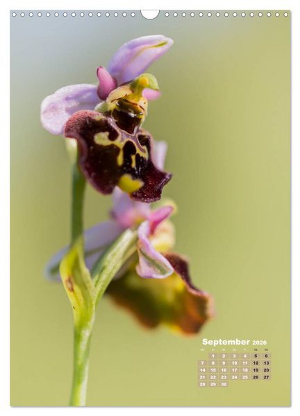 Produktbild: Orchideen in freier Wildbahn (Wandkalender 2026 DIN A3 hoch), CALVENDO Monatskalender