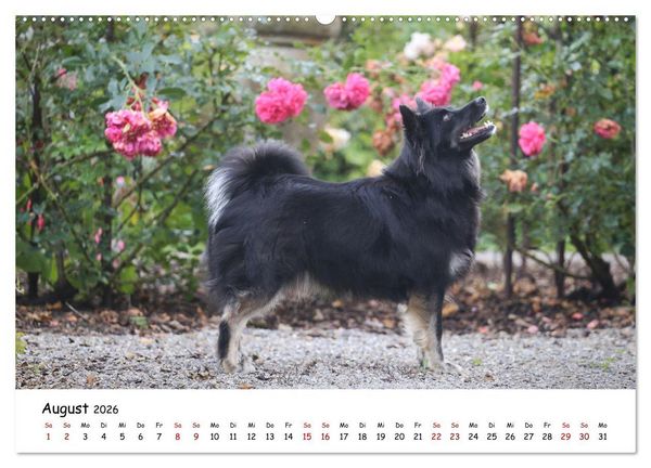 Produktbild: Islandhunde (Wandkalender 2026 DIN A2 quer), CALVENDO Monatskalender
