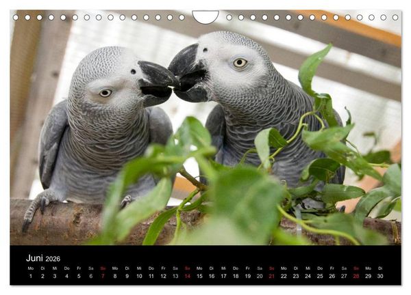 Produktbild: Graupapageien zum Verlieben (Wandkalender 2026 DIN A4 quer), CALVENDO Monatskalender