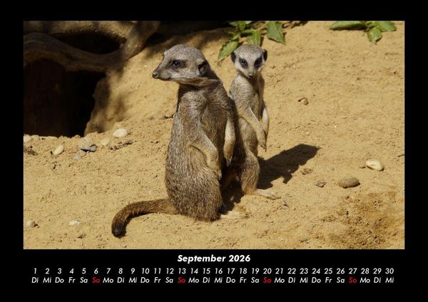 Produktbild: Welt der Tiere 2026 Fotokalender DIN A3