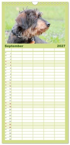 Produktbild: Familienplaner 2027 - Liebenswerte Rabauken - Rauhaardackel mit 5 Spalten (Wandkalender, 21 x 45 cm) CALVENDO